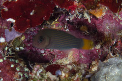 Pseudochromis marshallensis