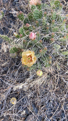Opuntia × columbiana