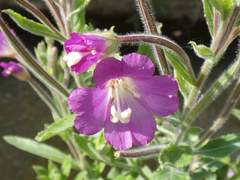 Epilobium hirsutum