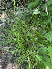 Sphenopholis intermedia