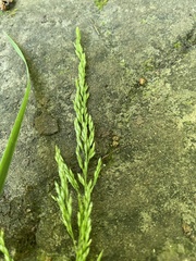 Sphenopholis intermedia