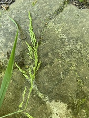 Sphenopholis intermedia