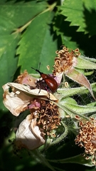 Merhynchites bicolor