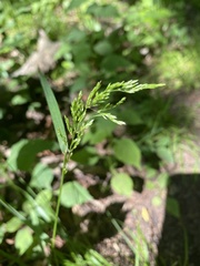 Sphenopholis intermedia