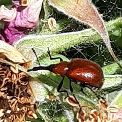 Merhynchites bicolor