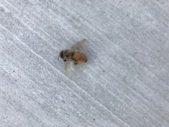 Apis mellifera