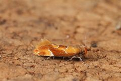 Epicallima formosella