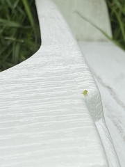 Tropiduchinae