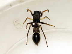 Leptorchestes peresi