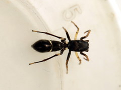 Leptorchestes peresi