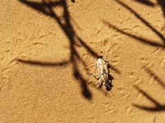 Apleurus albovestitus