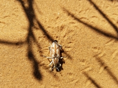 Apleurus albovestitus