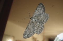 Hypomecis punctinalis