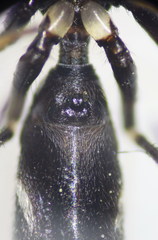 Leptorchestes peresi
