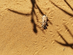 Apleurus albovestitus