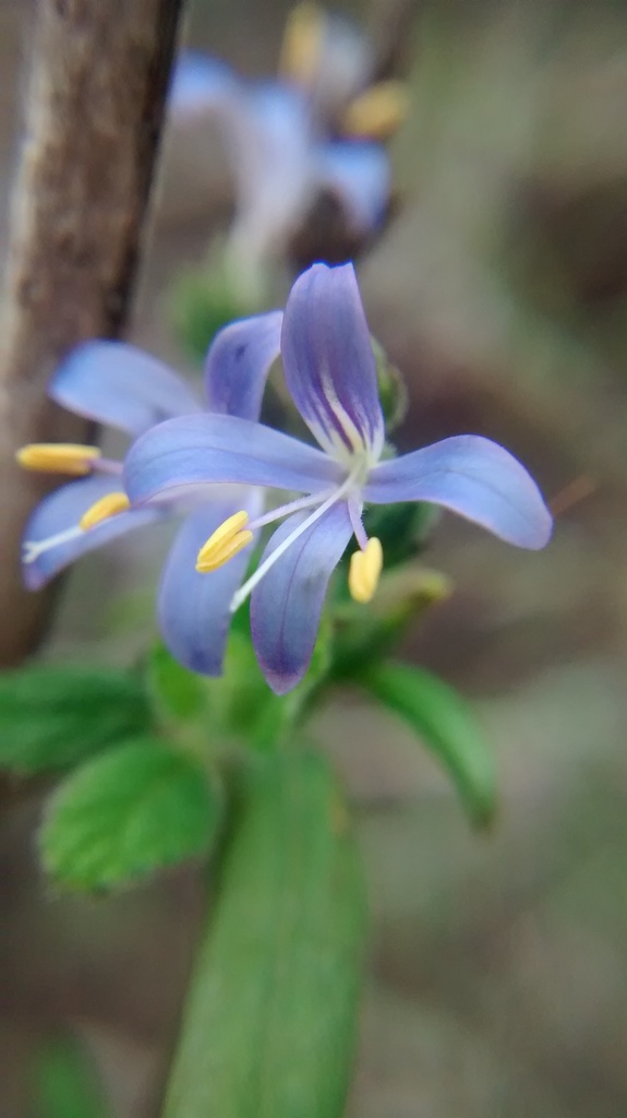 Small-flower Wrightwort