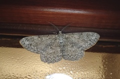 Hypomecis punctinalis