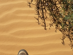 Apleurus albovestitus