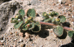 Euphorbia chamaesyce