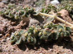 Euphorbia chamaesyce