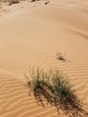 Apleurus albovestitus