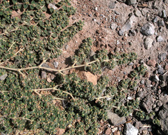 Euphorbia chamaesyce
