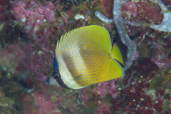 Chaetodon kleinii