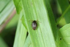Borboresthes cruralis