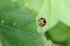 Diekeana admirabilis