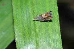 Grapholita delineana