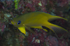 Amblyglyphidodon aureus