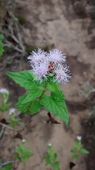 Tamaulipa azurea