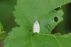 Scythropiodes leucostola