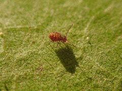 Ptenothrix marmorata