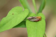 Phaecasiophora roseana