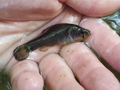 Aphredoderus sayanus sayanus