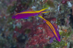 Mirolabrichthys tuka