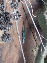 Sceloporus cyanostictus