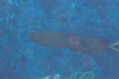 Siganus punctatissimus