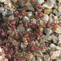 Pogonomyrmex occidentalis