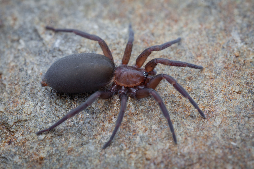 Echemus angustifrons