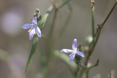 Carlowrightia parviflora