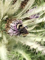 Bombus appositus