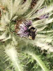Bombus appositus
