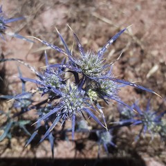 Eryngium dilatatum