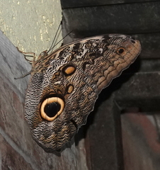 Caligo brasiliensis galba