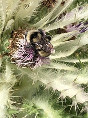 Bombus appositus