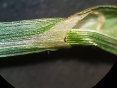 Carex echinodes