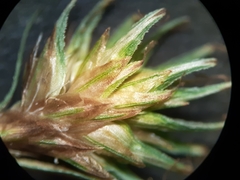 Carex echinodes