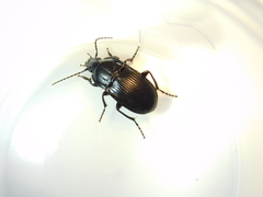 Abax ovalis